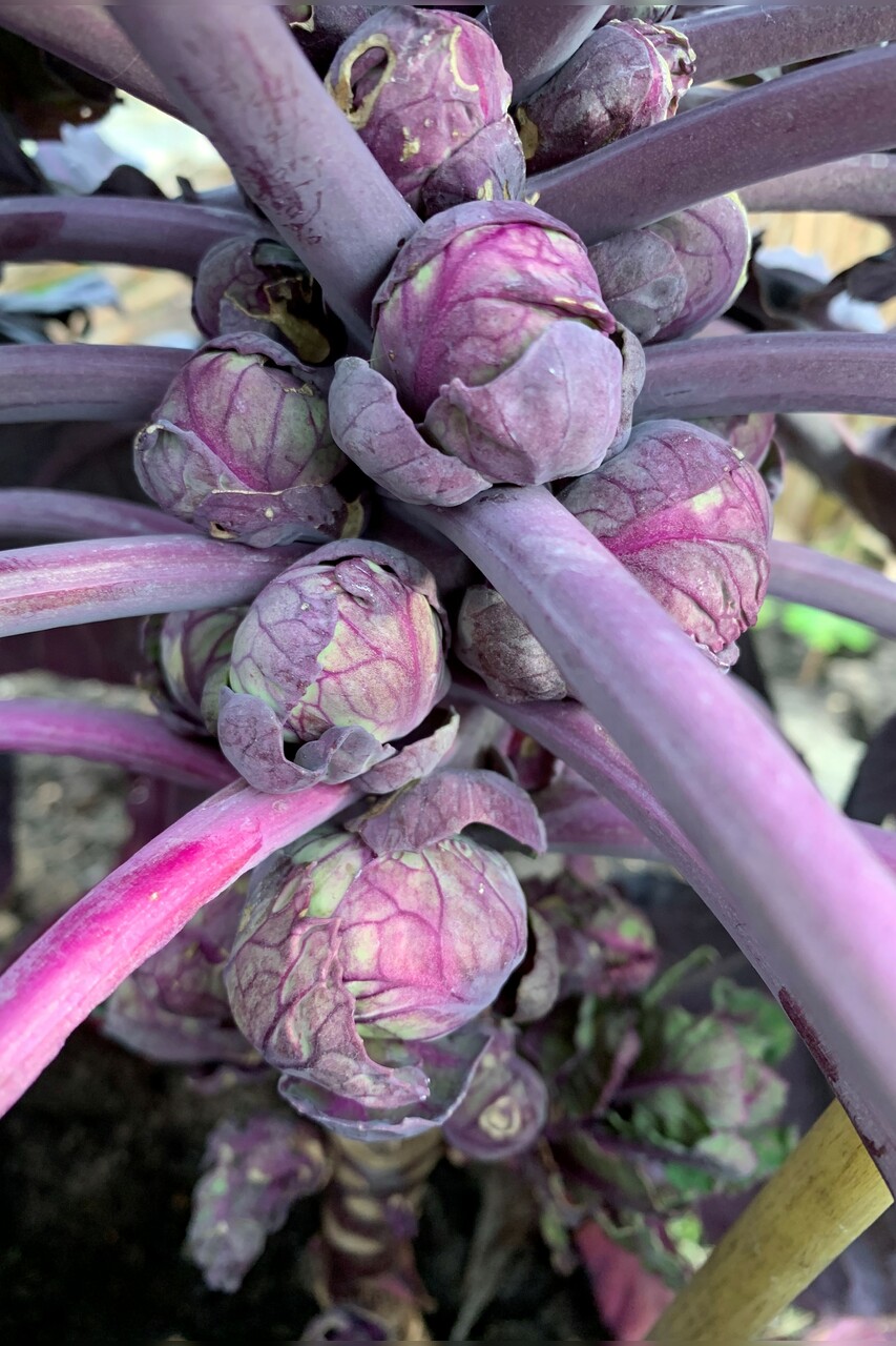 Gemüsesamen-Set "Schrebergarten" - 12 BIO-Sorten [samenfest]