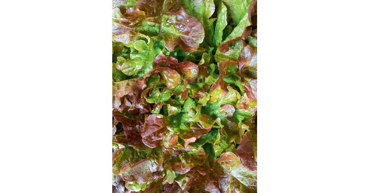 BIO Eichblattsalat 'Red Salad Bowl' Samen – Samenfester Pflücksalat, Nussig & Rot-grün, 500 Samen Für Garten & Balkon