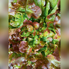 Eichblattsalat "Red Salat Bowl" - BIO-Salatsamen (samenfest)