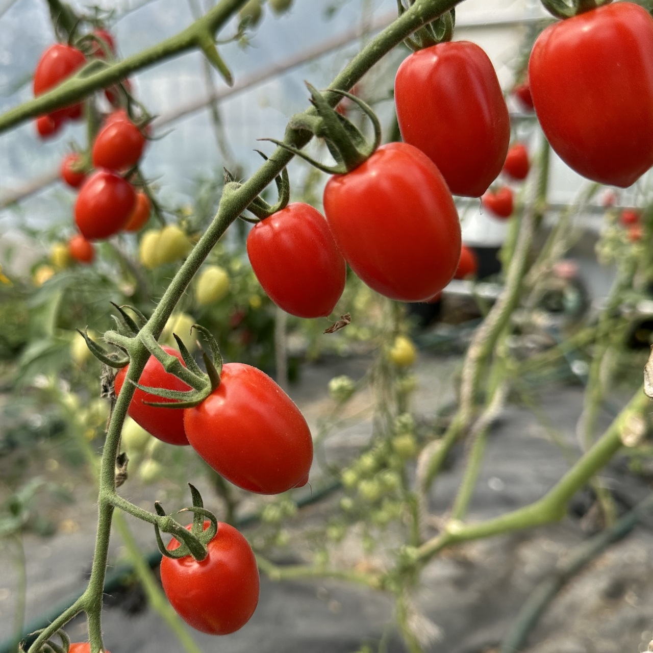 Tomate "Taubenherz" - BIO-Tomatensorte [samenfest]