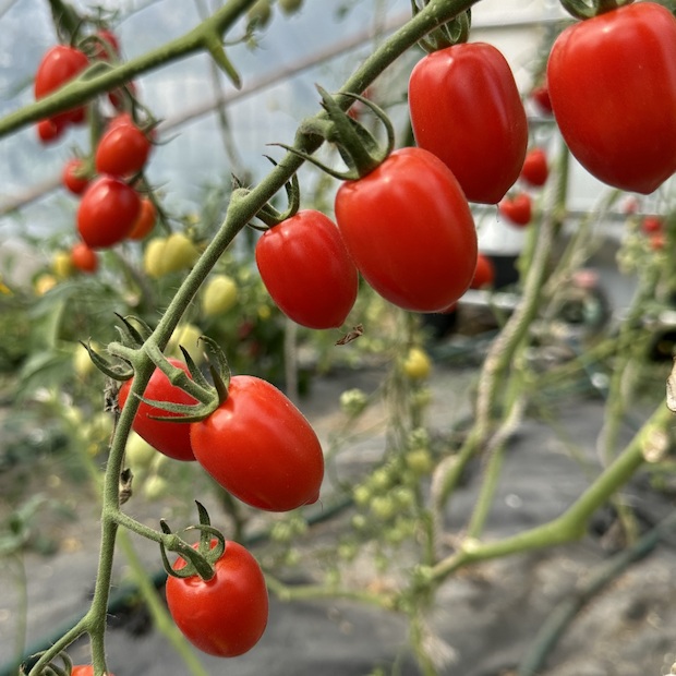 Tomate "Taubenherz" - BIO-Tomatensorte [samenfest]