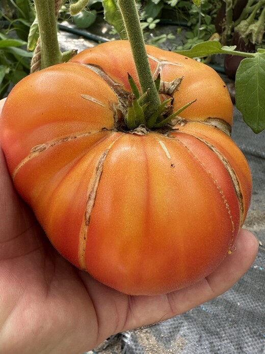 Tomate "Ananastomate" - BIO-Tomatensorte [samenfest]