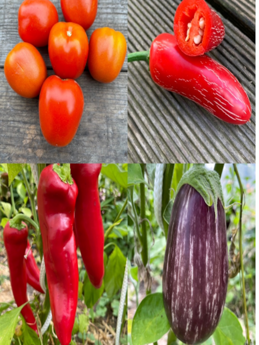 Gemüsesamen-Set "italienisches Gemüse" - 4 BIO-Sorten [samenfest]