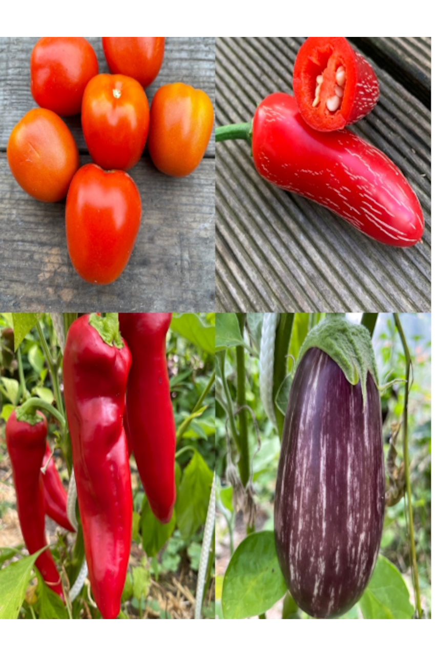 Gemüsesamen-Set "italienisches Gemüse" - 4 BIO-Sorten [samenfest]