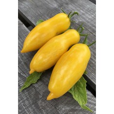 Tomate "Banana Legs" - BIO-Tomatensorte [samenfest]