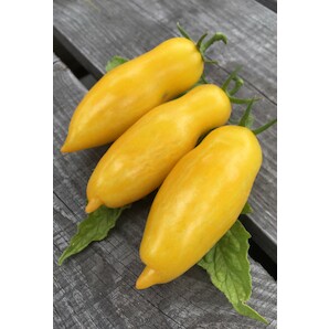 Tomate "Banana Legs" - BIO-Tomatensorte [samenfest]