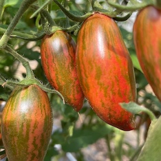 Tomate „Purple Smaragd“ - BIO-Tomatensorte [samenfest]