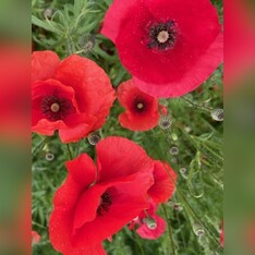 "Klatschmohn" - BIO-Blumensamen [samenfest]