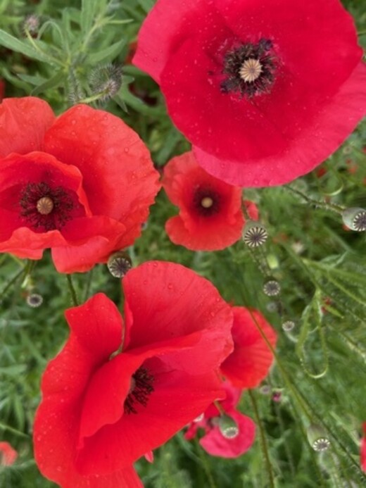 "Klatschmohn" - BIO-Blumensamen [samenfest]