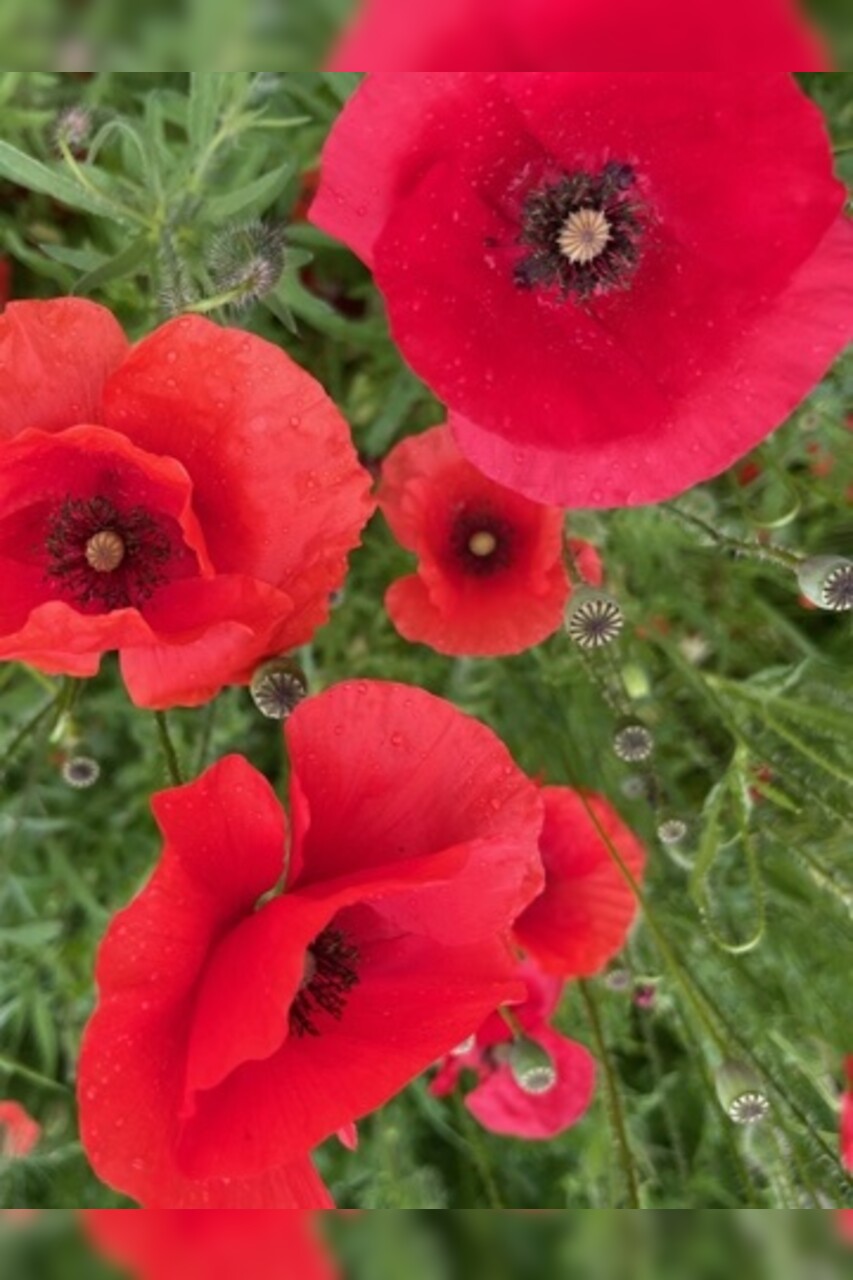 "Klatschmohn" - BIO-Blumensamen [samenfest]