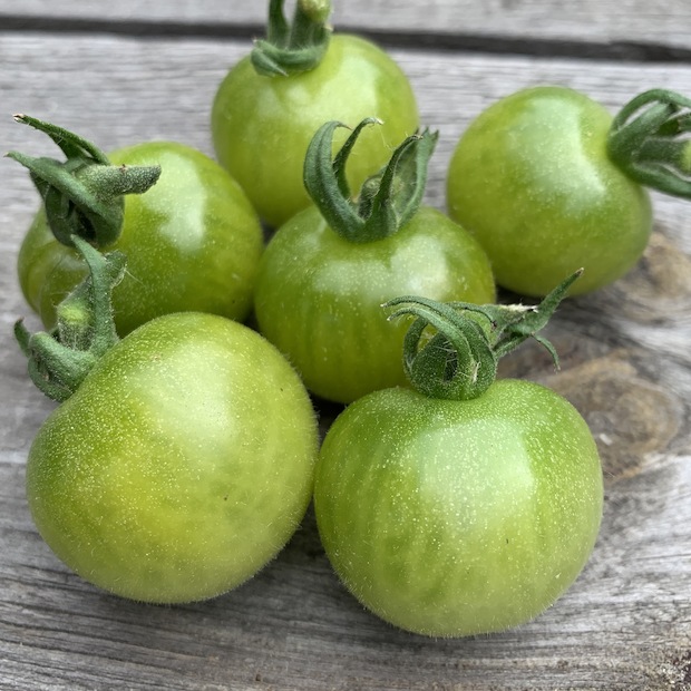 Anzucht-Set "Cocktailtomaten" [samenfest]