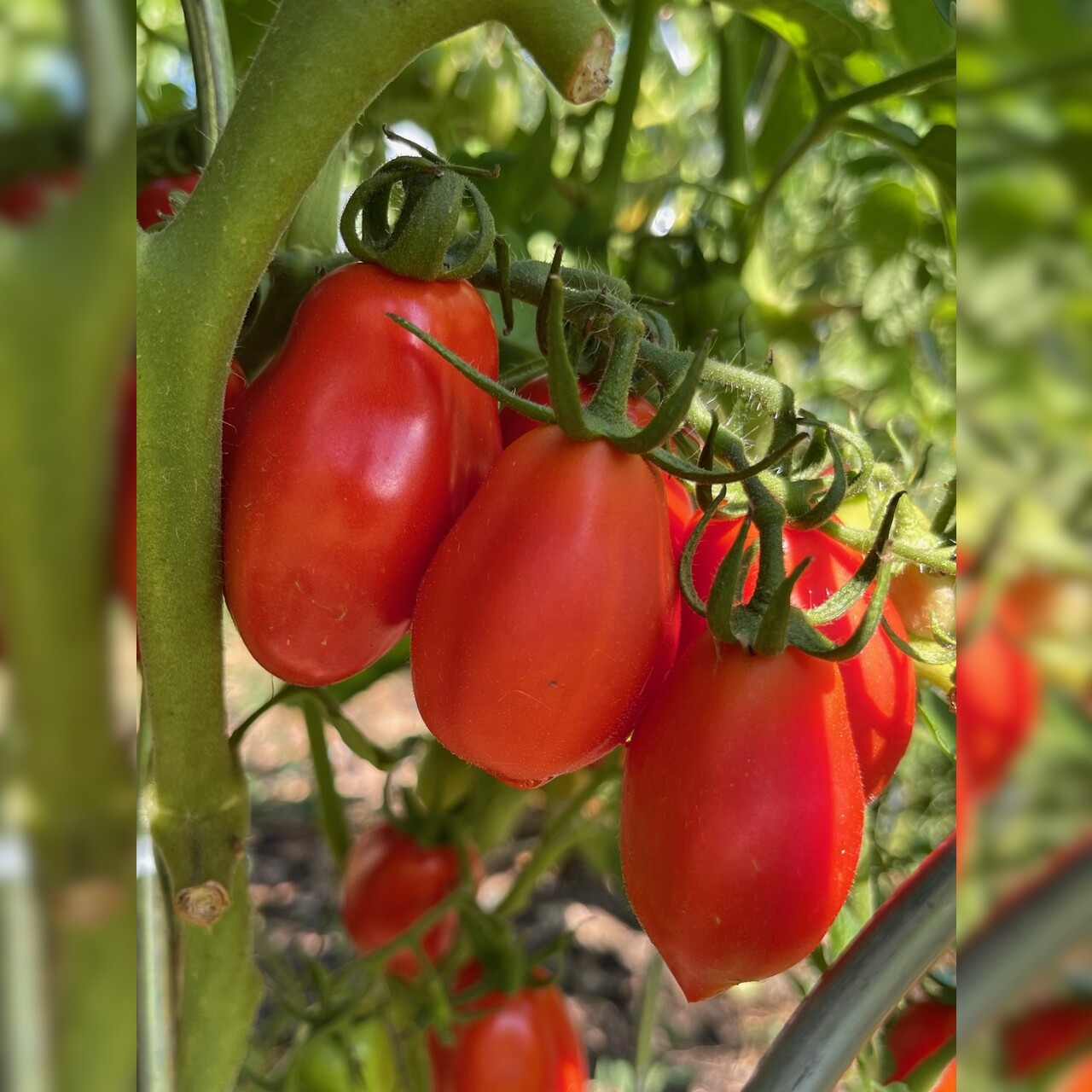 Tomate "San Marzano" - BIO-Flaschentomate [samenfest]