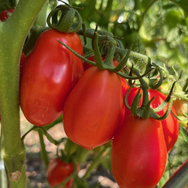 Tomate "San Marzano" - BIO-Flaschentomate [samenfest]
