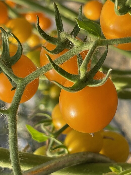 Tomate "Cerise gelb" - BIO-Tomatensorte [samenfest]