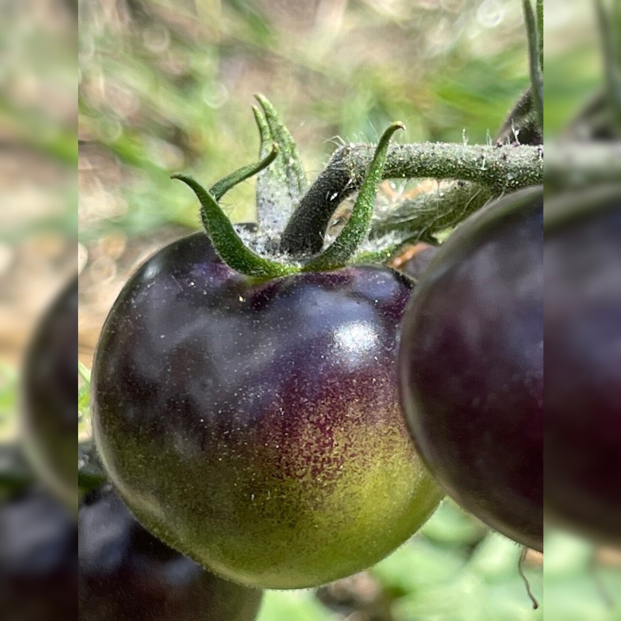 Tomate "Indigo Rose" - BIO-Tomatensorte [samenfest]