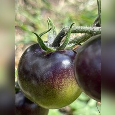 Tomate "Indigo Rose" - BIO-Tomatensorte [samenfest]