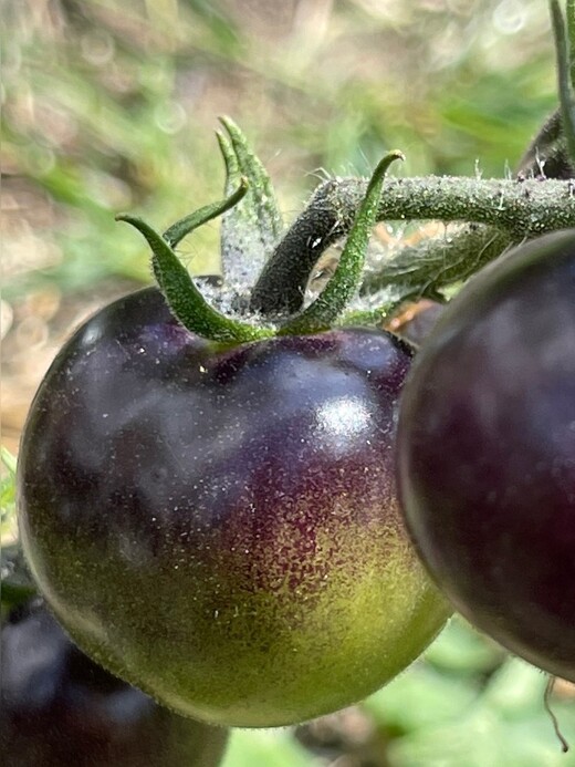 Tomate "Indigo Rose" - BIO-Tomatensorte [samenfest]