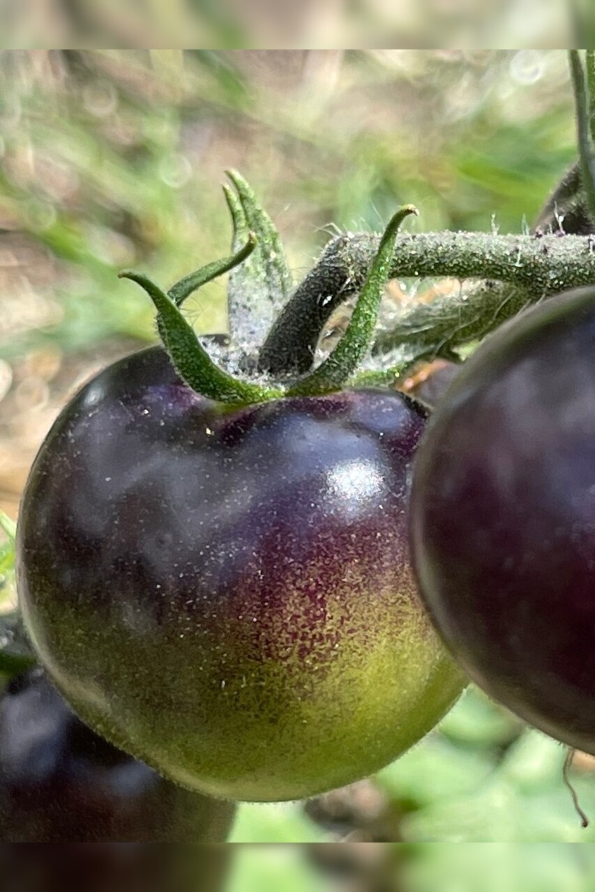 Tomate "Indigo Rose" - BIO-Tomatensorte [samenfest]