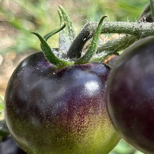 Tomate "Indigo Rose" - BIO-Tomatensorte [samenfest]