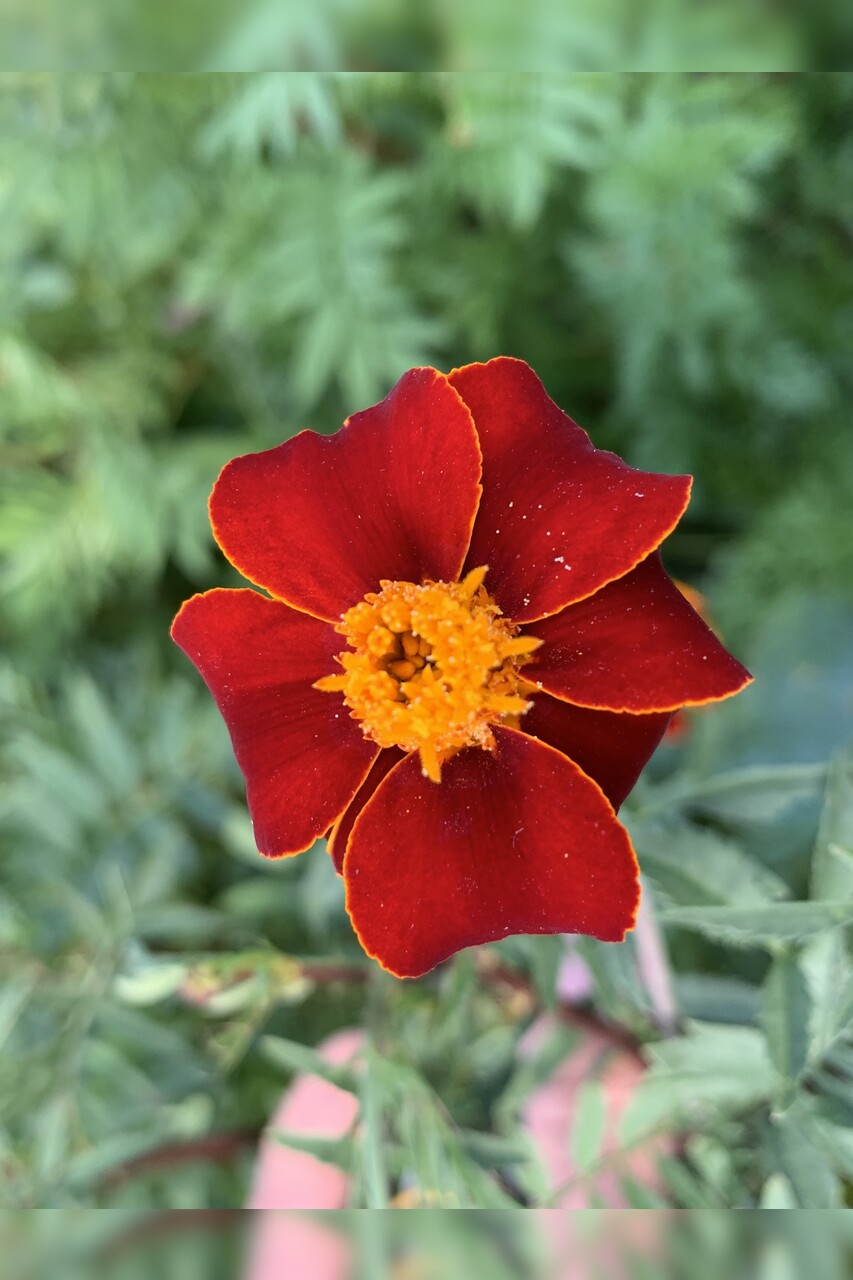 "Tagetes" - BIO-Blumensamen [samenfest]