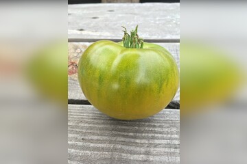 Tomate "Smaragdapfel" - BIO-Tomatensorte [samenfest]