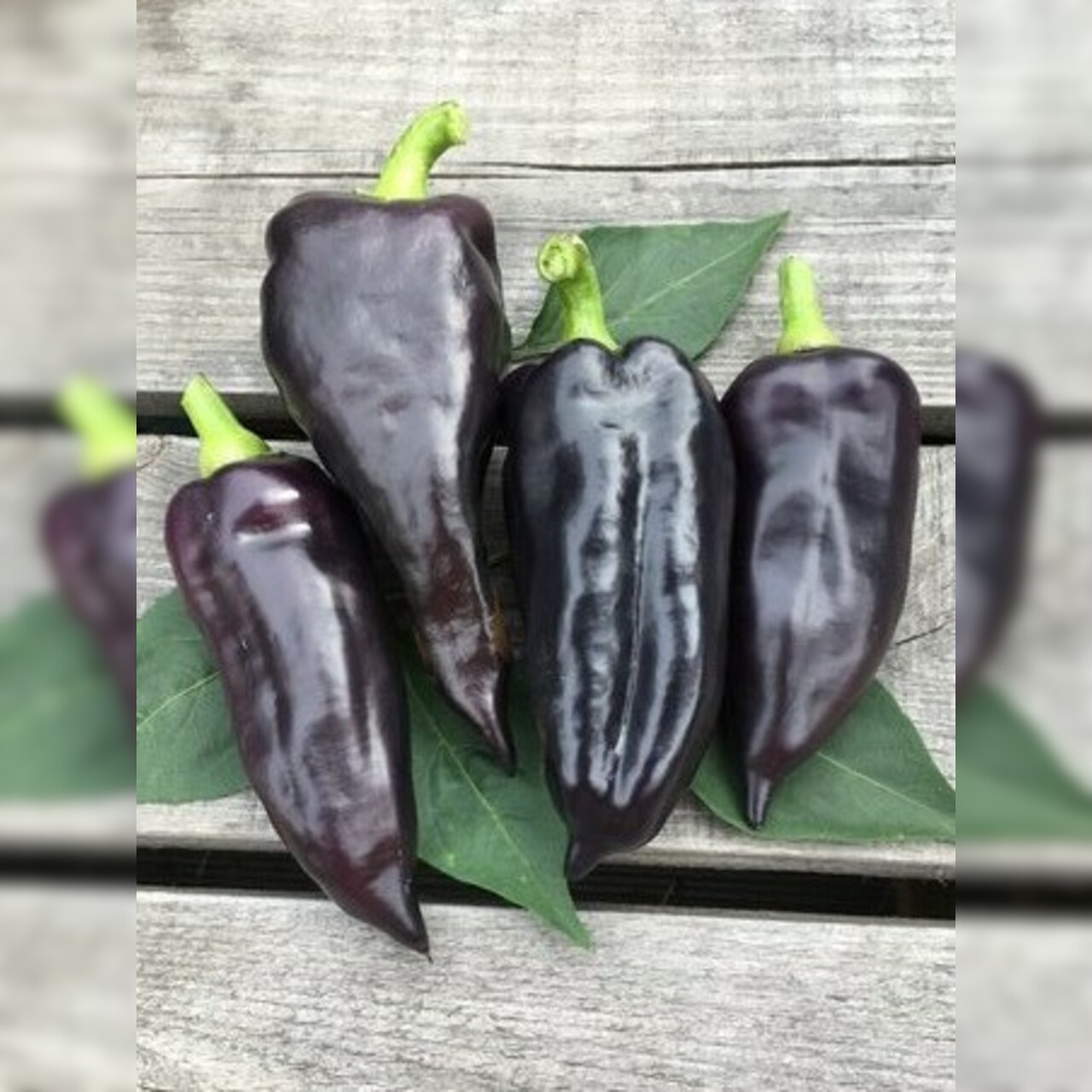 Paprika "Black Hungarian" -BIO-Paprikasamen [samenfest]
