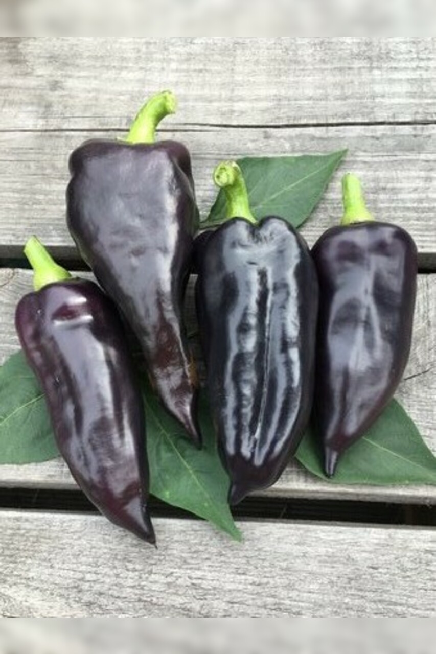 Paprika "Black Hungarian" -BIO-Paprikasamen [samenfest]