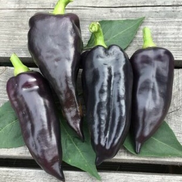 Paprika "Black Hungarian" -BIO-Paprikasamen [samenfest]