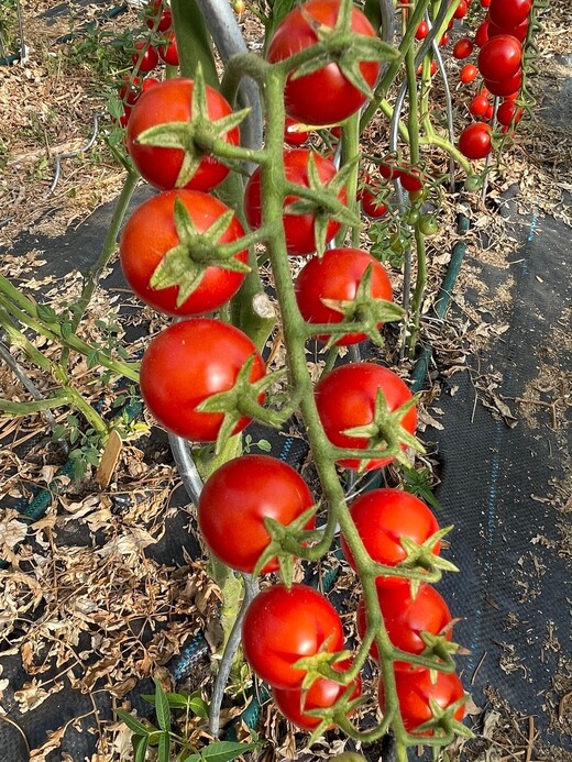 mittleres Tomaten-Set - 8 BIO-Tomatensorten [samenfest]