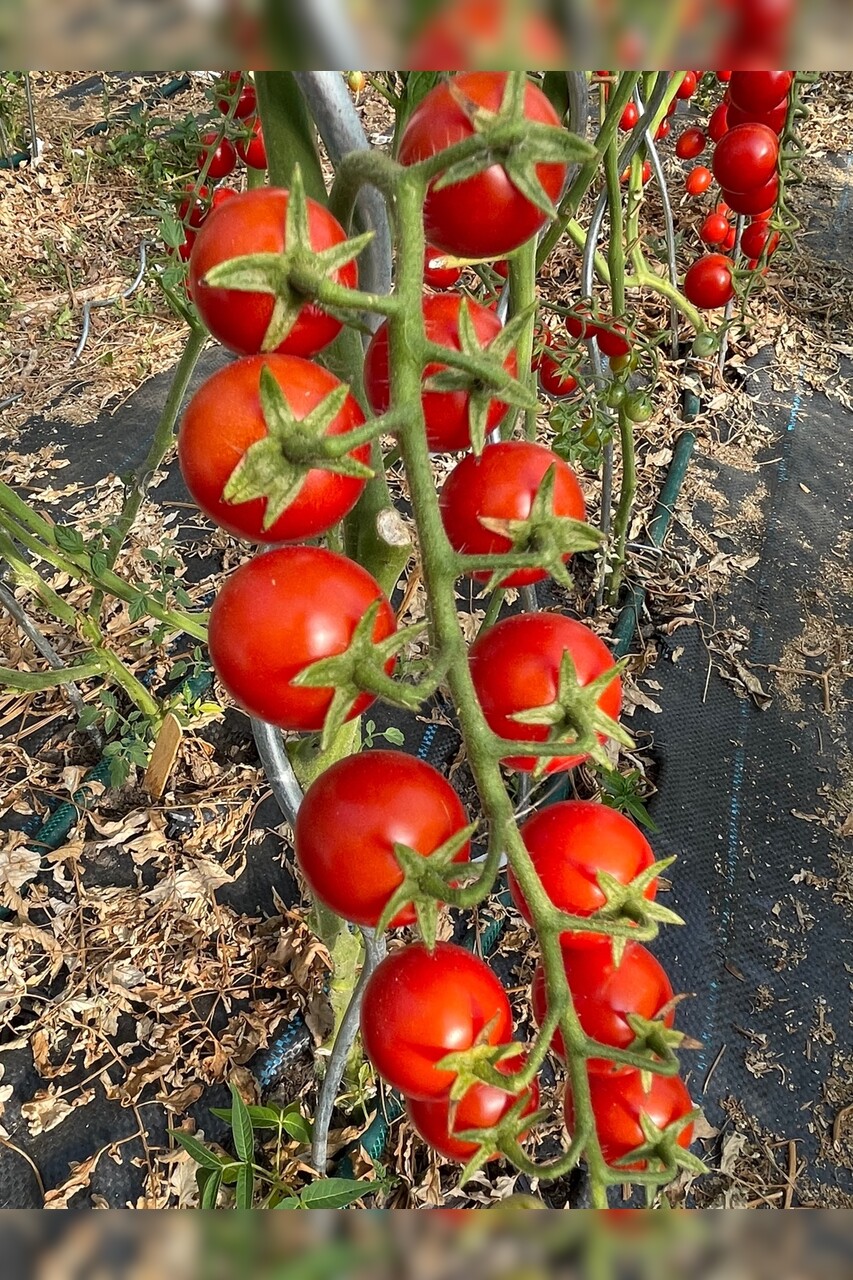 mittleres Tomaten-Set - 8 BIO-Tomatensorten [samenfest]