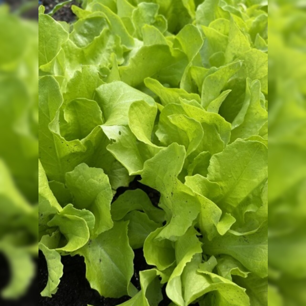 Schnitt- & Pflücksalat "Buttersalat" - BIO-Sorte [samenfest]