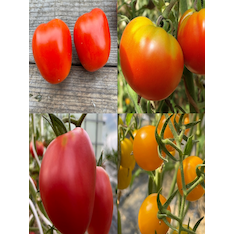 Tomaten-Set "historische Tomatensorten"- 4 BIO-Sorten [samenfest]