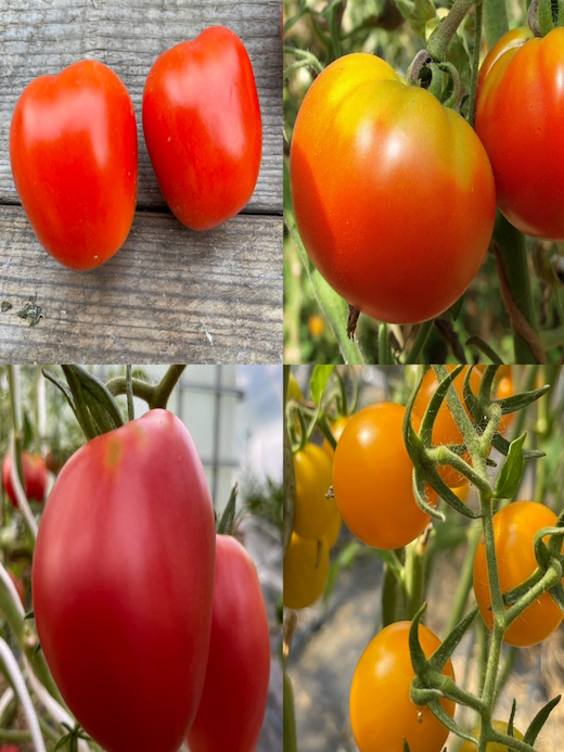 Tomaten-Set "historische Tomatensorten"- 4 BIO-Sorten [samenfest]