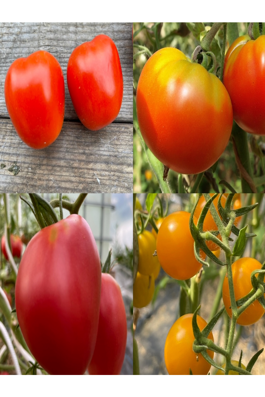 Tomaten-Set "historische Tomatensorten"- 4 BIO-Sorten [samenfest]