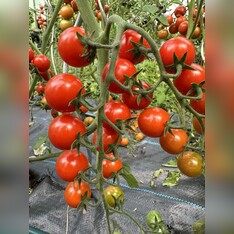 Tomate "mexikanische Honigtomate" - BIO-Tomatensorte [samenfest]