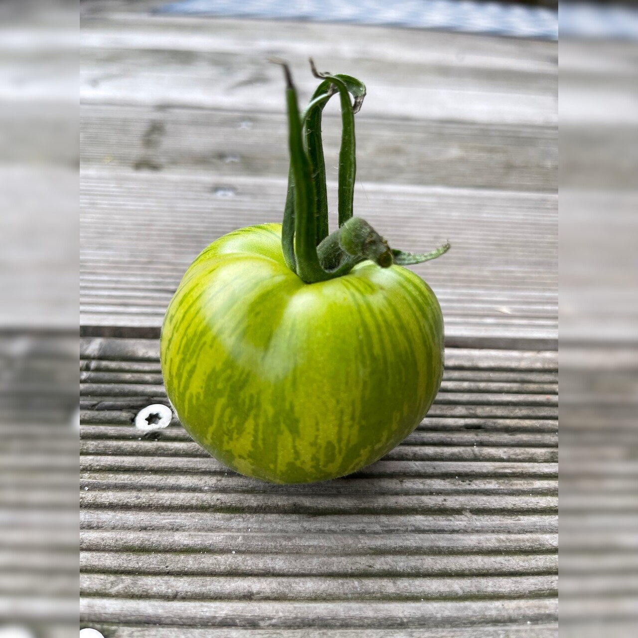 Tomate "Green Zebra" - BIO-Tomatensorte [samenfest]
