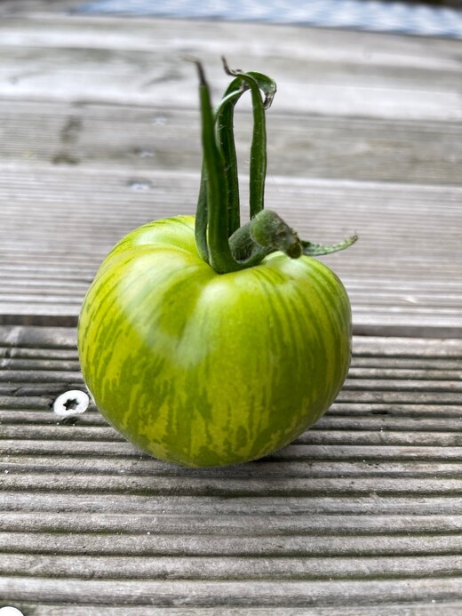 Tomate "Green Zebra" - BIO-Tomatensorte [samenfest]