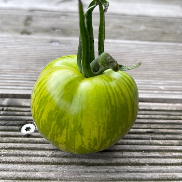 Tomate "Green Zebra" - BIO-Tomatensorte [samenfest]