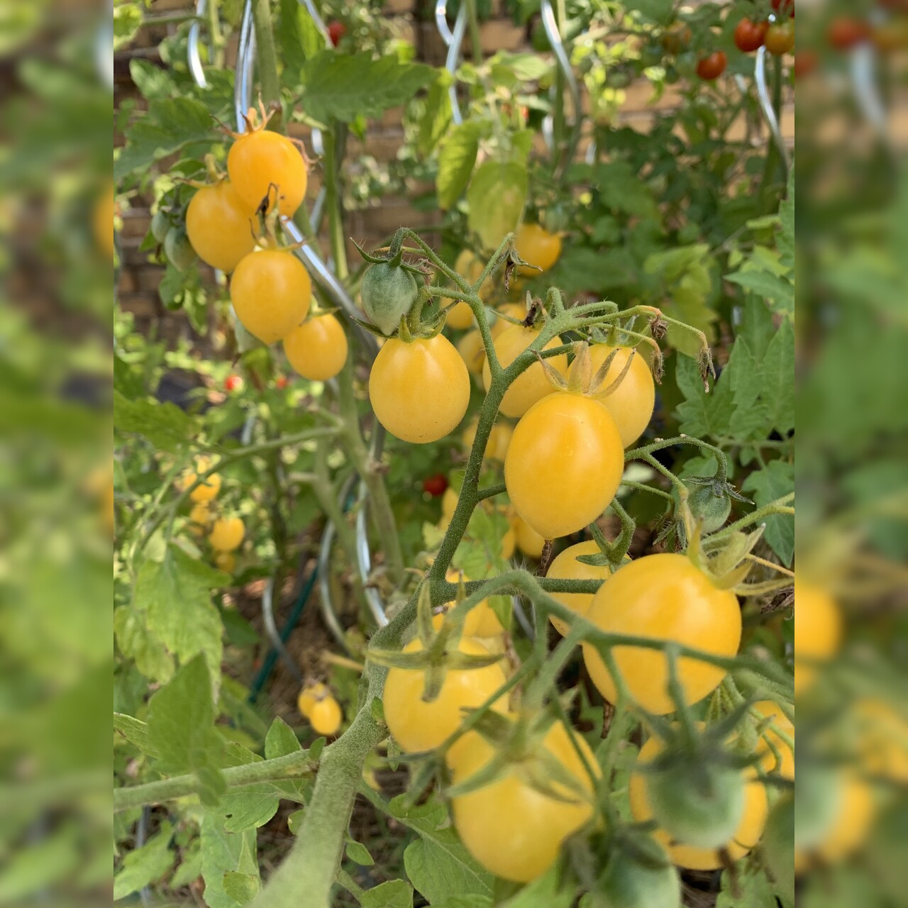 Tomate "Barry´s Crazy Cherry" - BIO-Tomatensorte [samenfest]