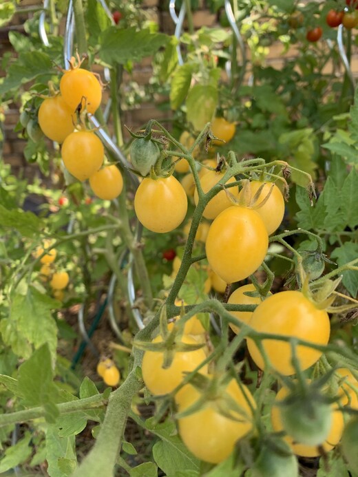 Tomate "Barry´s Crazy Cherry" - BIO-Tomatensorte [samenfest]