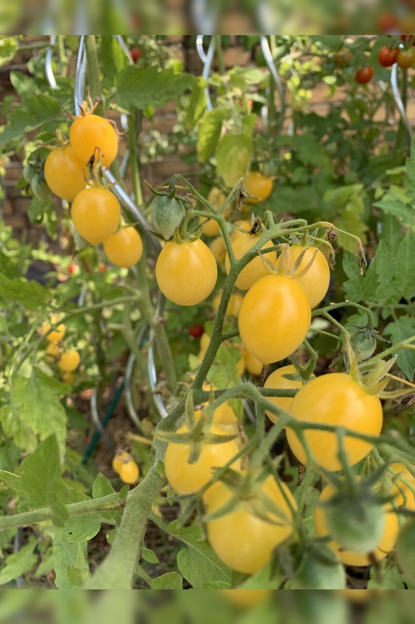 Tomate "Barry´s Crazy Cherry" - BIO-Tomatensorte [samenfest]