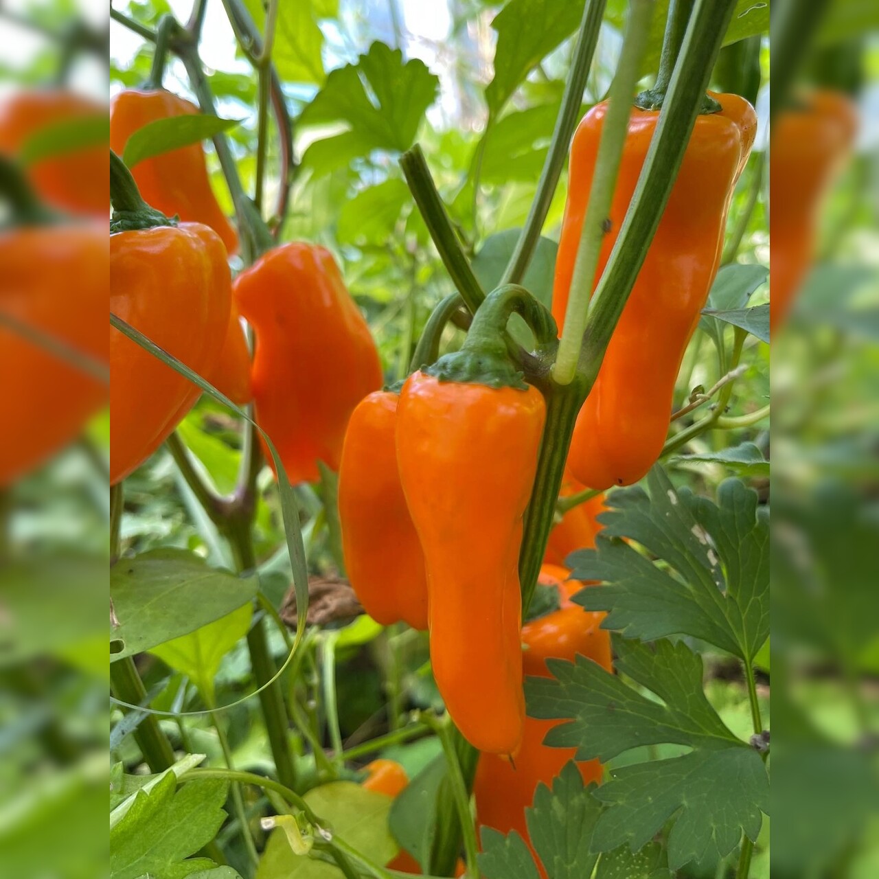 Paprika "Lunchbox Orange" - BIO-Paprikasamen [samenfest]
