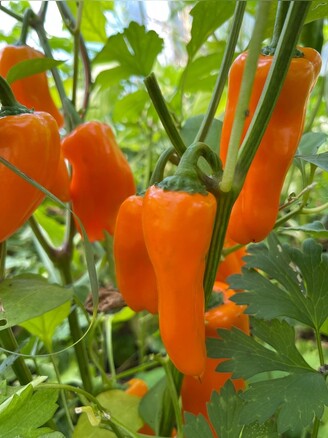 Paprika "Lunchbox Orange" - BIO-Paprikasamen [samenfest]