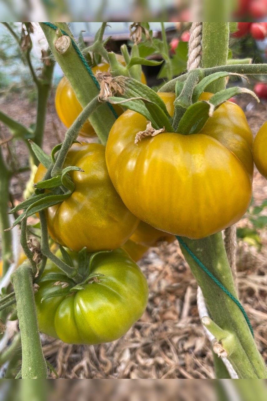 Tomate "Green Pineapple" - BIO-Tomatensorte [samenfest]