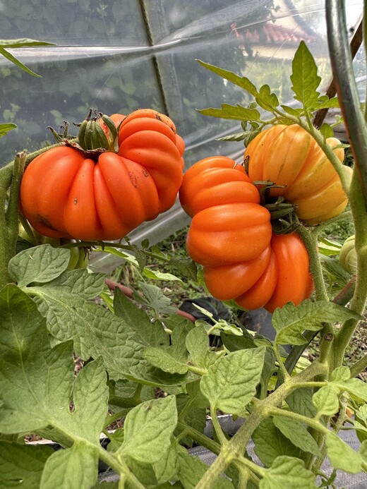 Tomate "Accordion Orange" - BIO-Tomatensorte [samenfest]