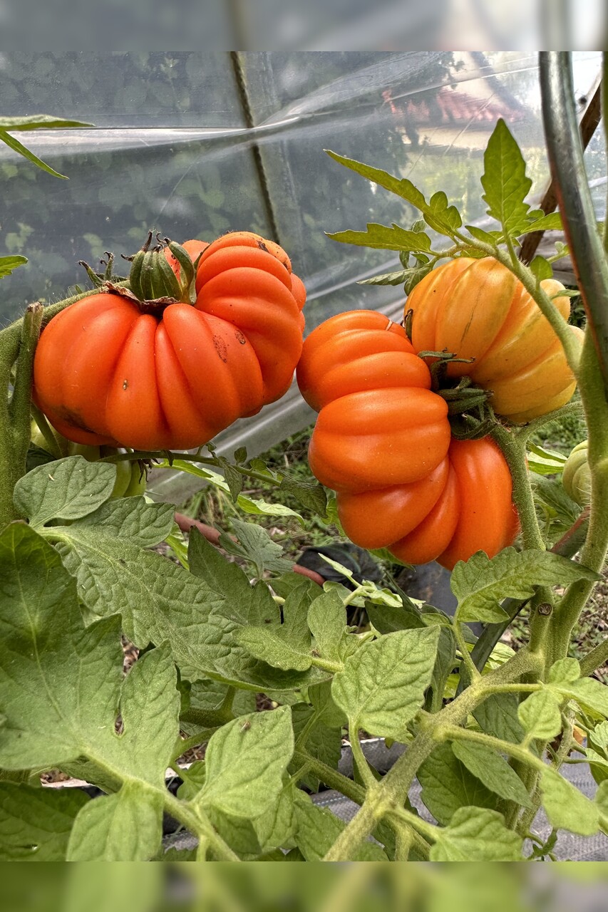 Tomate "Accordion Orange" - BIO-Tomatensorte [samenfest]