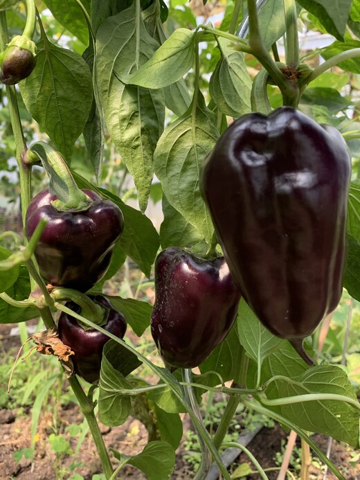 Paprika "Black Hungarian" -BIO-Paprikasamen [samenfest]