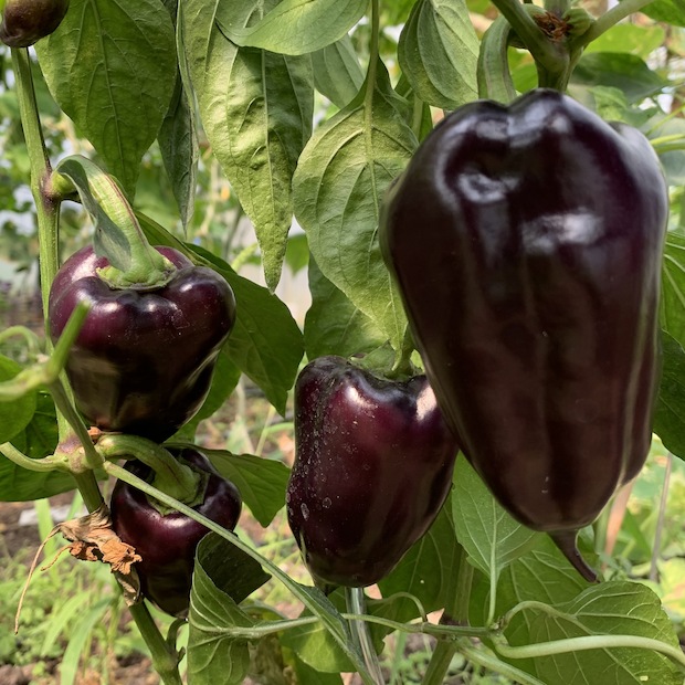 Paprika "Black Hungarian" -BIO-Paprikasamen [samenfest]