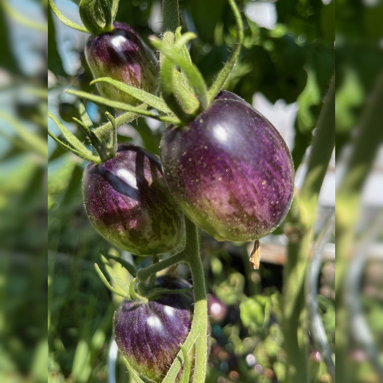 Tomate „Purple Dragon“ - BIO-Tomatensorte [samenfest]