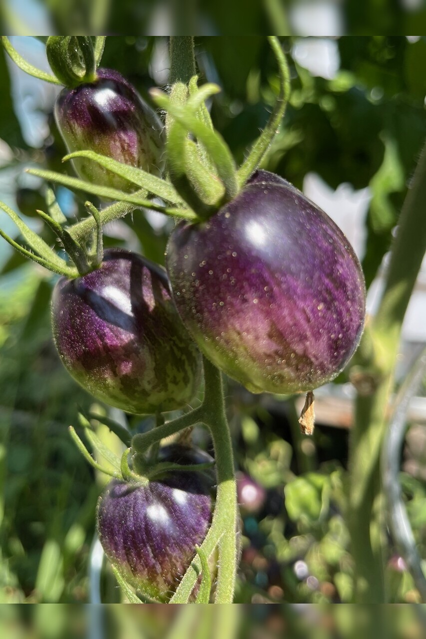 Tomate „Purple Dragon“ - BIO-Tomatensorte [samenfest]